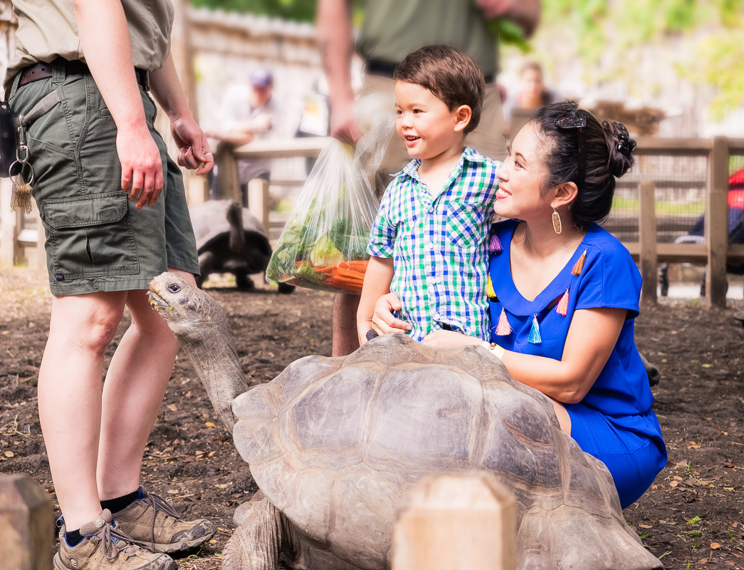 cute & little | family dallas zoo, feeding galapagos tortoise | mom blogger