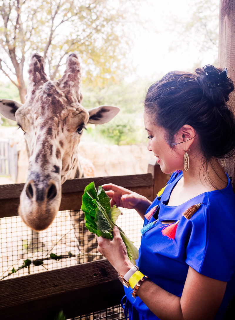 cute & little | family dallas zoo, feeding giraffes | mom blogger