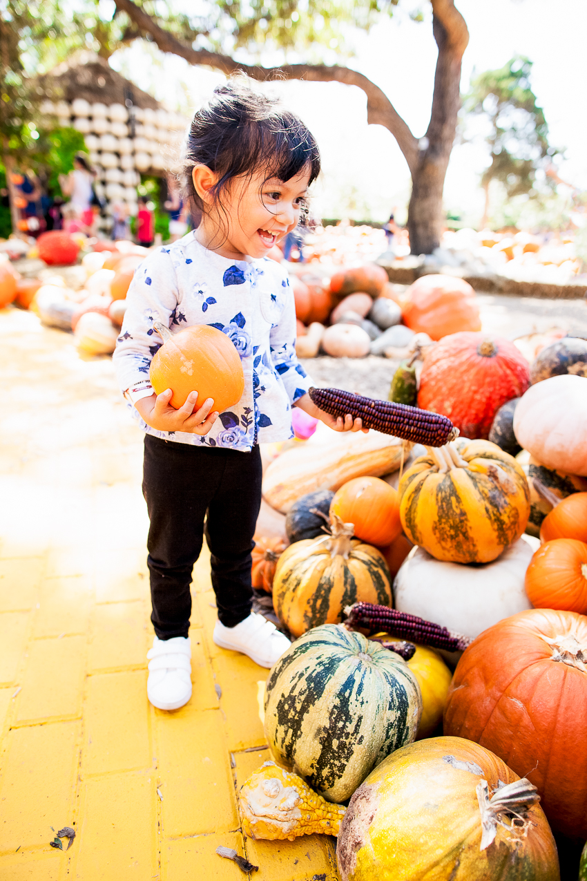 cute & little | dallas fashion blogger | pumpkin village patch arboretum  - Pumpkin Patchin' at Pumpkin Village by Dallas lifestyle blogger cute & little 