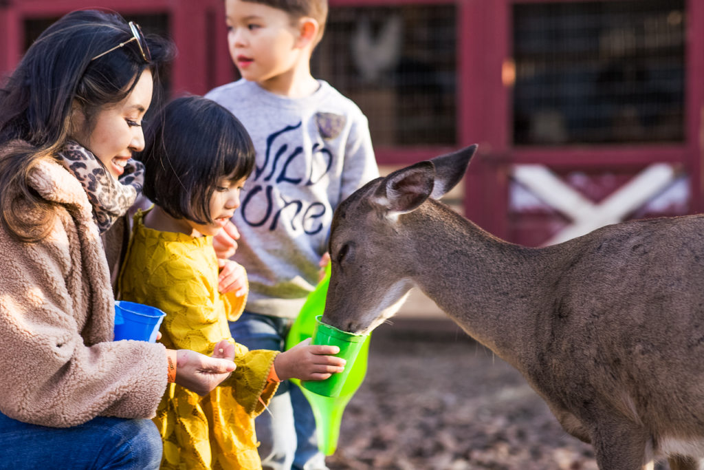 cute & little | dallas family mom travel blog | weekend camping trip beavers bend broken bow mccurtain county oklahoma | hochatown petting zoo | Weekend Escape With The Family To McCurtain County featured by top Dallas travel blog Cute  & Little