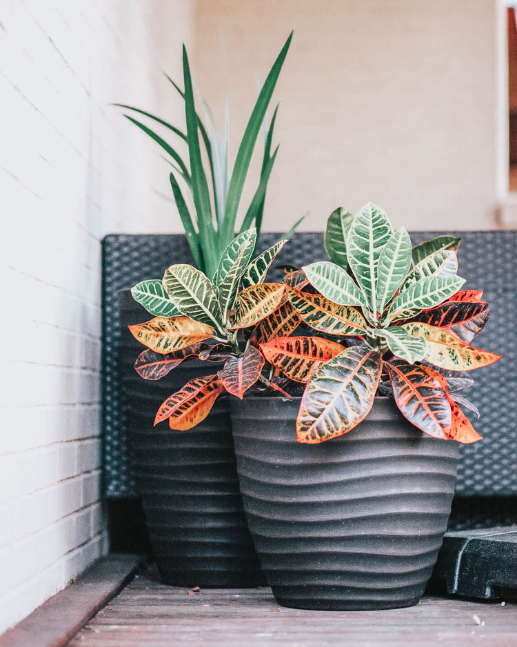 cute & little | dallas fashion lifestyle blogger | backyard patio | Backyard Patio by popular Dallas life and style blog, Cute and Little: image of black planters with various plants in them. 