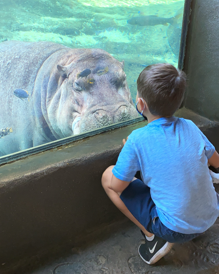 cute & little | dallas family travel blog | san antonio travel guide itinerary | san antonio zoo hippo |San Antonio Vacation by popular Dallas travel blog, Cute and Little: image of a boy looking at a hippo at the San Antonio zoo. 