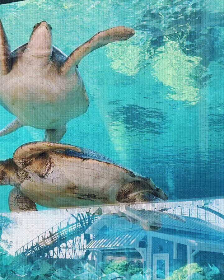 cute & little | dallas family travel blog | san antonio travel guide itinerary | sea world san antonio sea turtles |San Antonio Vacation by popular Dallas travel blog, Cute and Little: GIF of sea turtles swimming at San Antonio Sea World. 